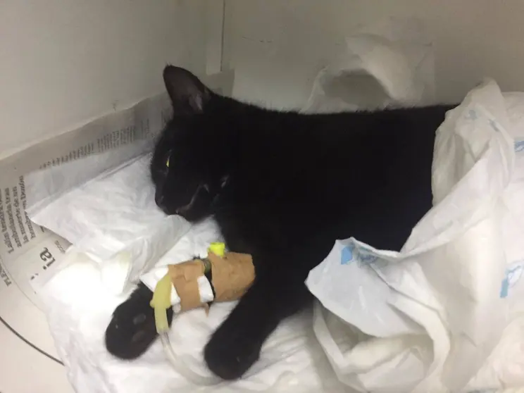 El felino de la imagen se debate entre la vida y la muerte en una cl&iacute;nica veterinaria de Ver&iacute;n. | FOTO: Montse Piris.