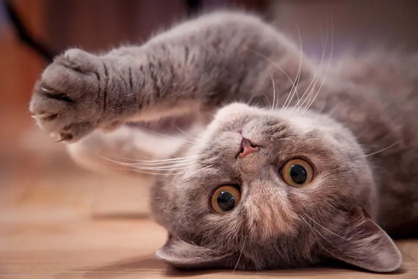  Ideas para hacer feliz a tu gato en casa &iexcl;7 vidas para disfrutar!. Foto Pixabay. 