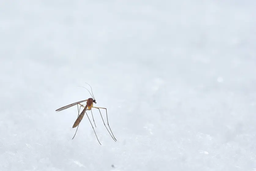  Te traemos la soluci&oacute;n evitar las picaduras de mosquito este verano. Foto Unsplash. 