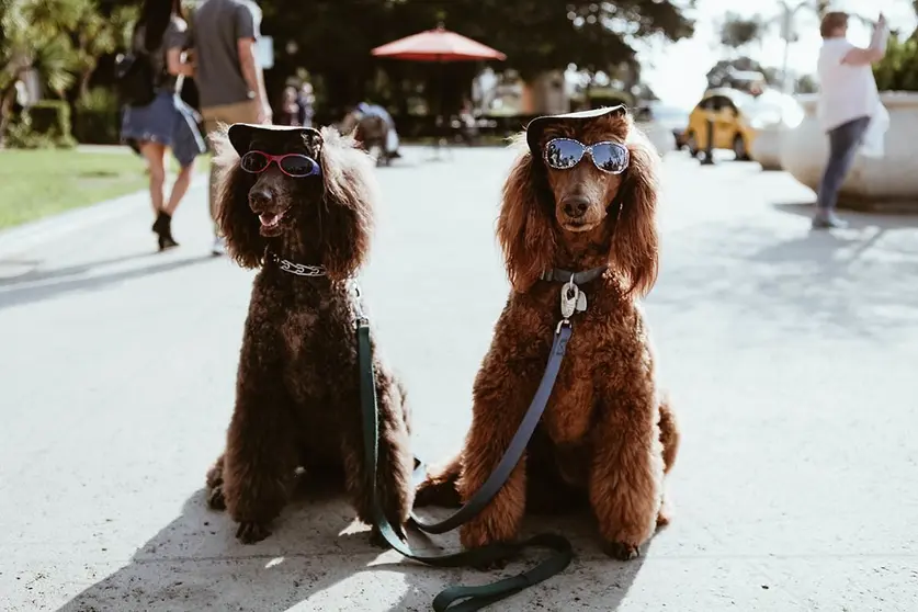  &iexcl;Peludos juntos! C&oacute;mo pasear a tu perro sin correa y que camine a tu lado. Foto Unsplash. 