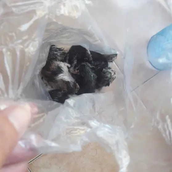 Uno de los gatos rescatados en el contenedor de vidrio de la plaza de la Alameda de Ver&iacute;n. | FOTO: Pro Animales Ver&iacute;n.