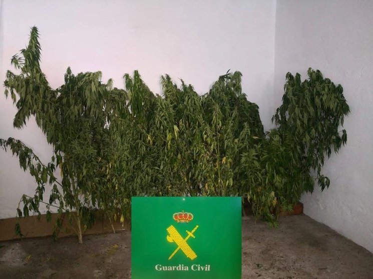 Las 12 plantas de marihuana incautadas pesaron 14 kilogramos. | FOTO: Guardia Civil.