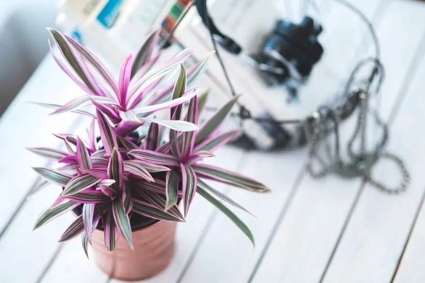  Consejos para cuidar las plantas de interior en oto&ntilde;o Foto: Pixabay 