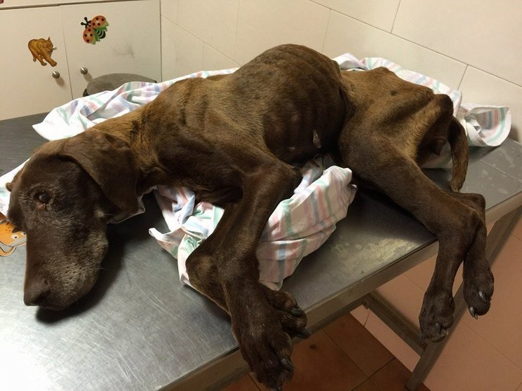 La perra "Chocolatina", que el centro veterinario Albeitar logró recuperar en 2015, luego de haber sido abandonada.