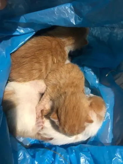 VER&Iacute;N-Pro Animales-gatos en &Aacute;bedes