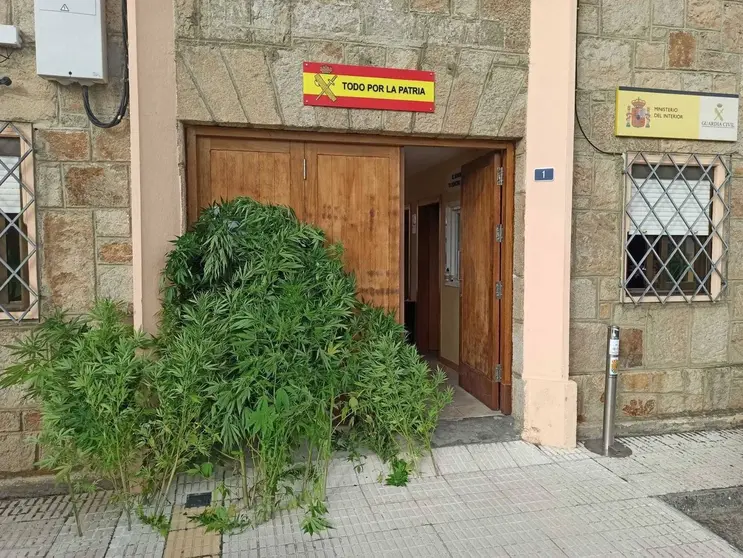 Las plantas de marihuana incautadas al vecino de Viana do Bolo.