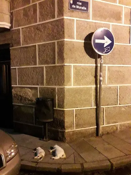 Gatos envenenados en la r&uacute;a Muralla de Ver&iacute;n.