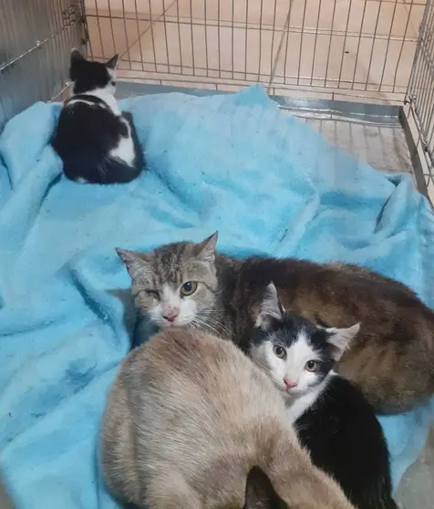 Os catro gatos que est&aacute;n coidando en Pro Animales, que precisan dunha adopci&oacute;n urxente.