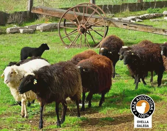 Ovellas de raza aut&oacute;ctona galega.