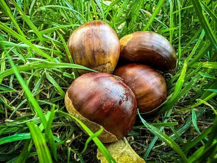 casta&ntilde;as