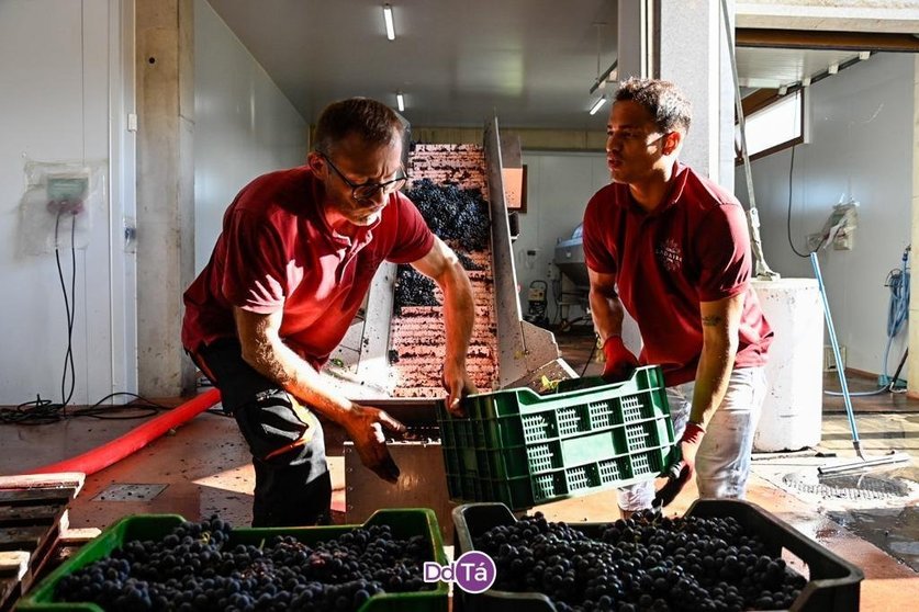 Se recolectaron casi 2 millones de kilos de uva tinta. En la imagen, dos operarios de Ladairo recepcionando cajas de uva en la bodega. | FOTO: Noelia Caseiro.