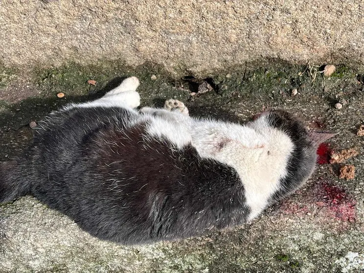 202402 gatos asesinados colonia Infesta