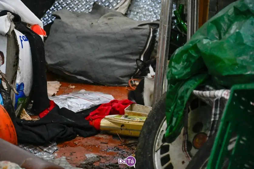 Un gato, rodeado de basura, en el patio de la casa de la avenida de Cabreiro&aacute;. | FOTO: Noelia Caseiro.