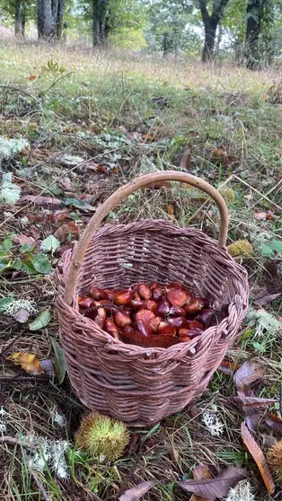 Una cesta de casta&ntilde;as de esta temporada.