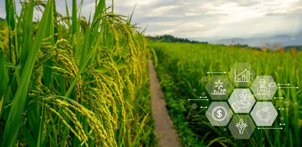 agricultura, agro, campo