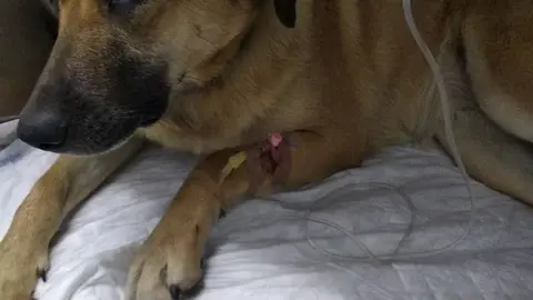 Chispa, esta tarde en la cl&iacute;nica veterinaria.