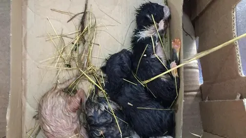 Gatos abandonados