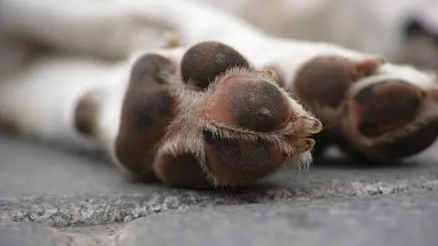 dog-1824210_1920