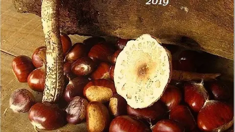 FESTA-DA-CASTA&Ntilde;A-E-DO-COGUMELO-2019