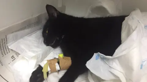 El felino de la imagen se debate entre la vida y la muerte en una cl&iacute;nica veterinaria de Ver&iacute;n. | FOTO: Montse Piris.