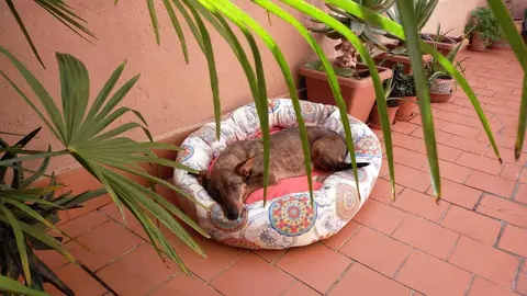 Jara, la &uacute;ltima perra acogida por Pro Animales, lleg&oacute; en los huesos. | FOTO: Iria Otero.