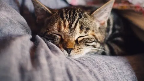 cat-4189697_640