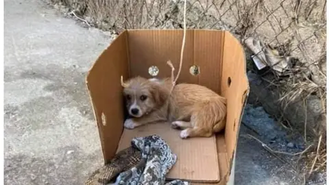 perro1