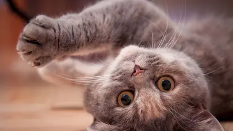  Ideas para hacer feliz a tu gato en casa &iexcl;7 vidas para disfrutar!. Foto Pixabay. 