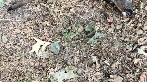 A cr&iacute;a de corza, pouco despois de ser rescatada de morrer afogada nas augas do r&iacute;o T&aacute;mega. | FOTO: Cedida.