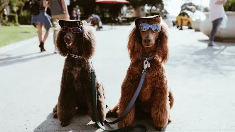  &iexcl;Peludos juntos! C&oacute;mo pasear a tu perro sin correa y que camine a tu lado. Foto Unsplash. 