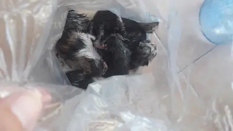 Uno de los gatos rescatados en el contenedor de vidrio de la plaza de la Alameda de Ver&iacute;n. | FOTO: Pro Animales Ver&iacute;n.