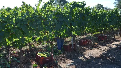 A primeira xornada de vendima do 2020 na D.O. Monterrei, na adega Pazo das Tapias.