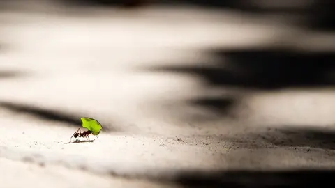  Plaga de hormigas en el jard&iacute;n: C&oacute;mo solucionarlo con remedios naturales. Foto Unsplash 