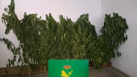 Las 12 plantas de marihuana incautadas pesaron 14 kilogramos. | FOTO: Guardia Civil.