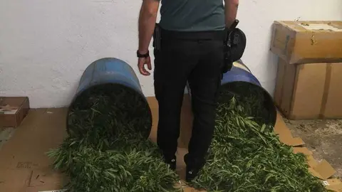 Marihuana