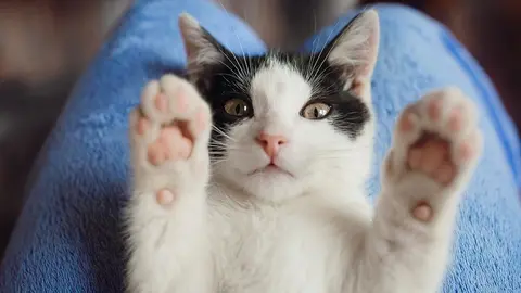  &iquest;Por qu&eacute; ronronean los gatos? Esto es lo que te quieren decir. Foto Freepik. 