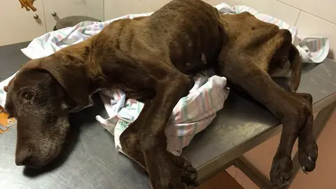 La perra "Chocolatina", que el centro veterinario Albeitar logr&oacute; recuperar en 2015, luego de haber sido abandonada.