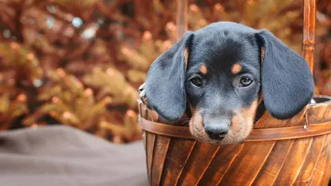  5 razas de perro que no sueltan pelo y que te sorprender&aacute;n. Foto Freepik. 