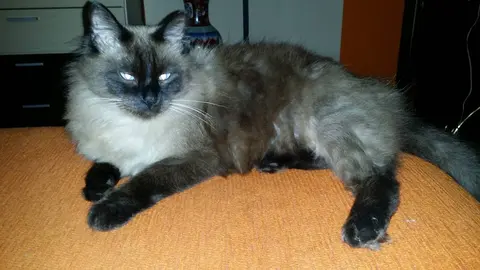 El carism&aacute;tico "Teo", uno de los gatos que dej&oacute; unha honda huella tras su partida.