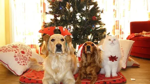  pets-962215_1280 