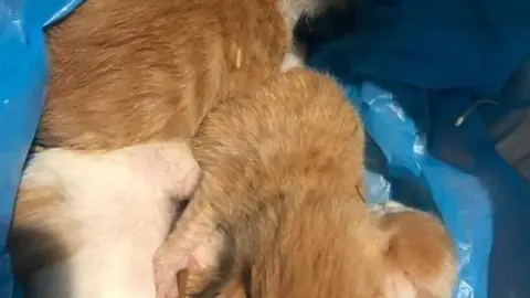 VER&Iacute;N-Pro Animales-gatos en &Aacute;bedes