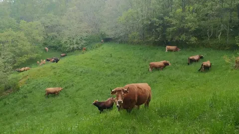 vacas