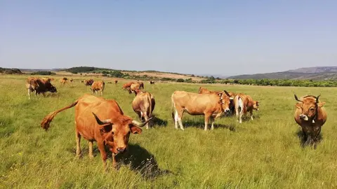 vacas