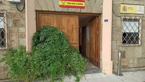 Las plantas de marihuana incautadas al vecino de Viana do Bolo.