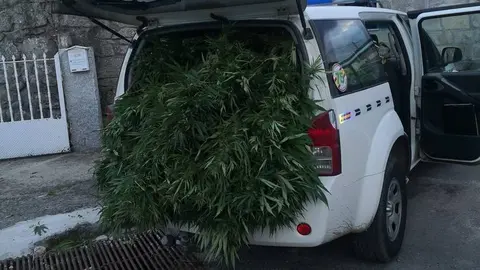 Incautaci&oacute;n de plantas de marihuana, en Cualedro.