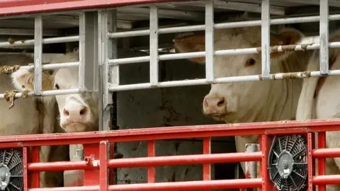 Transporte de animais vivos.