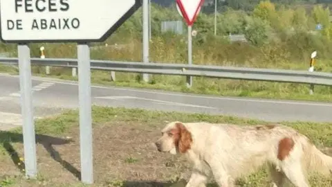 El setter atropellado vilmente en la rotonda de O&iacute;mbra el pasado d&iacute;a 5 de noviembre.