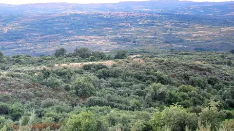 O curso sobre formaci&oacute;n forestal ter&aacute; lugar o d&iacute;a 12 na Gudi&ntilde;a e o 17 en Ver&iacute;n.