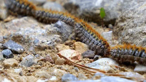 A Eiruga Procesionaria