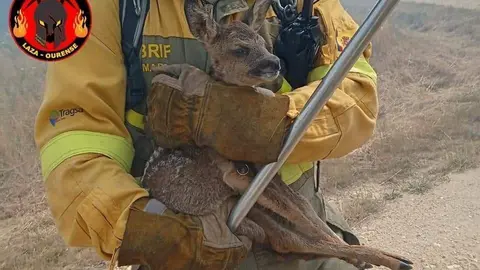 Un dos integrantes da Brif de Laza rescatando a unha cr&iacute;a de corzo.